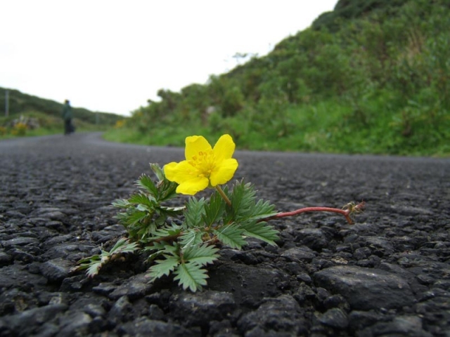 'Silverweed overtaking the Coolnagrock road', Victor Reijs